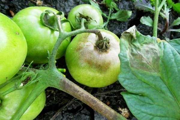 Anzeichen von Krautfäule bei Tomaten