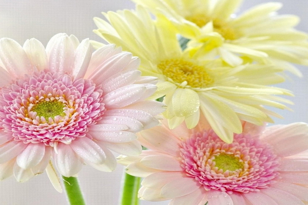 gerbera3873