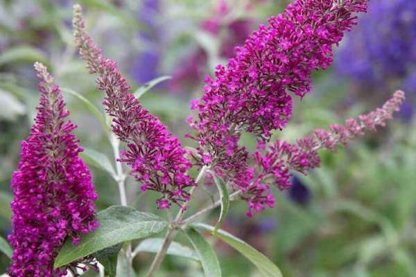 photo of buddleya 656ara