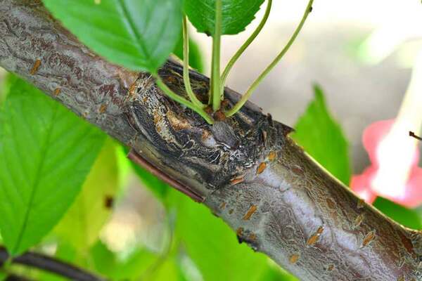 grafting apple tree beginners