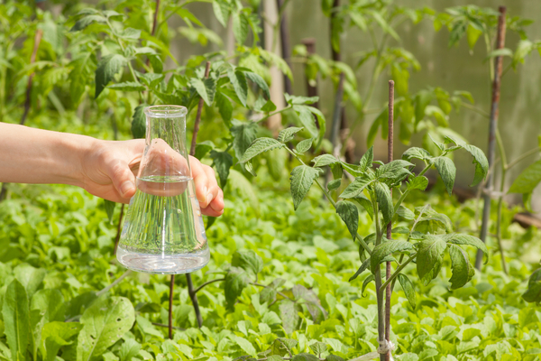 first feeding the tomato after planting