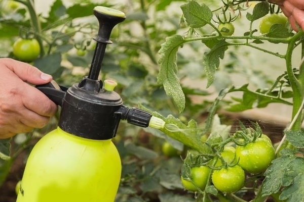 foliar feeding ng mga kamatis