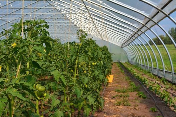  feeding tomatoes in the greenhouse during the flowering period