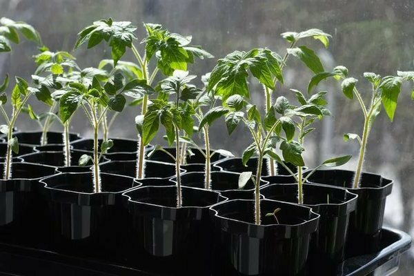 Top dressing of tomatoes