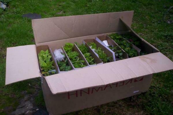 transplanting seedlings into the ground