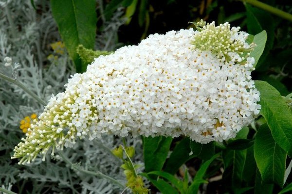 buddleya พุ่มไม้ ลอง