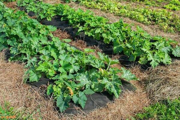 zucchini in the open field