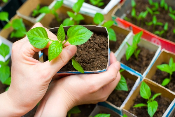 transplanting seedlings into open ground