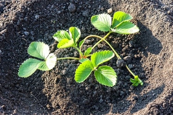  pag-aalaga ng mga strawberry sa bansa