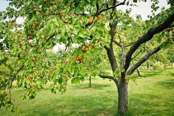 Beschreibung der königlichen Aprikose