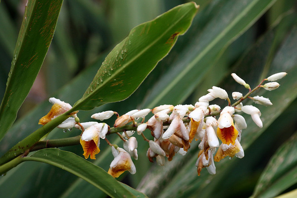 Alpinia