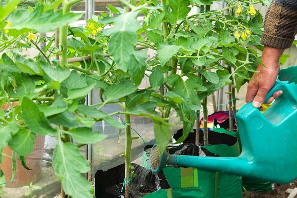 Tomatensetzlinge nach dem Pflanzen füttern