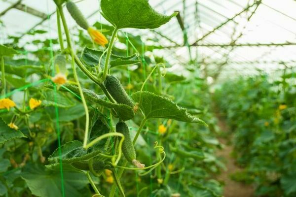 watering cucumbers