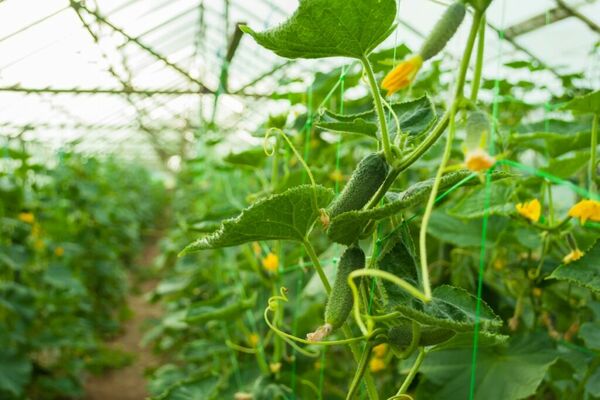 feed the cucumbers