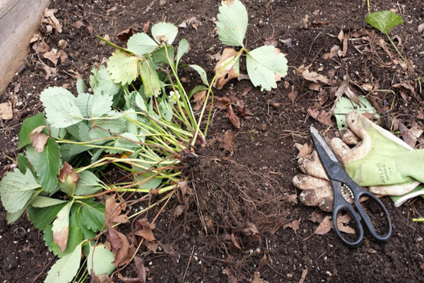 transplanting strawberries in summer