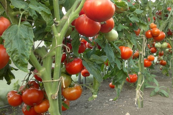 Tomaten während der Fruchtbildung im Gewächshaus füttern