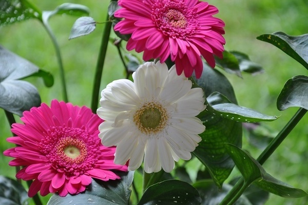 gerbera681