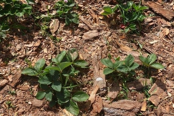 mulching strawberry bark