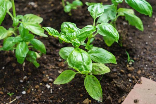 basil + outdoors