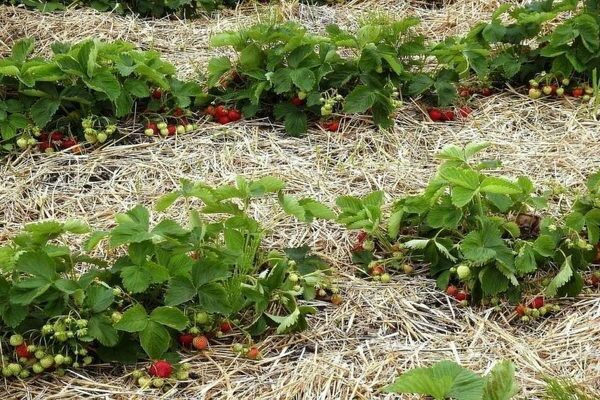 Erdbeeren mit Heu mulchen