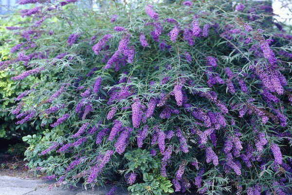 mga pagkakaiba-iba ng buddleya