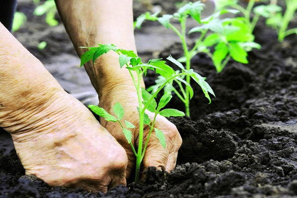 pagpapakain ng kamatis pagkatapos itanim sa greenhouse