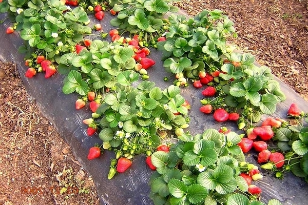 Erdbeeren mulchen