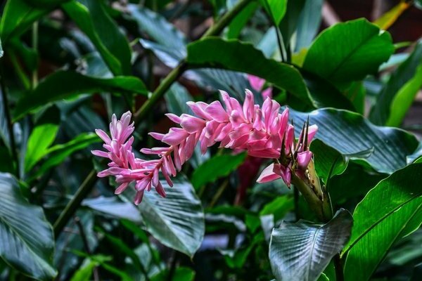 bulaklak ng alpinia