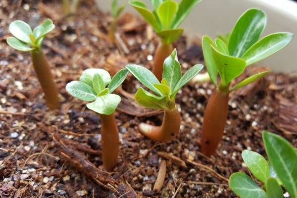 pagbubungkal ng binhi ng adenium