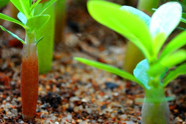 wachsende Stecklinge von Adenium