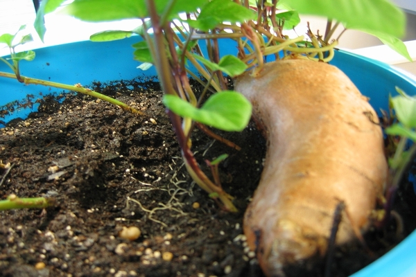 sweet potato photo