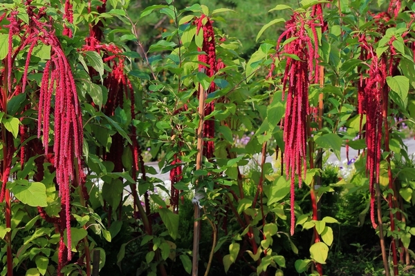 Fuchsschwanzpflanze