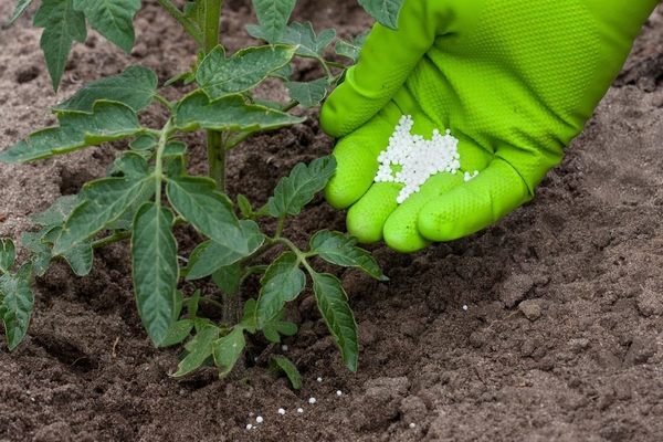 feeding the tomato after planting in the greenhouse