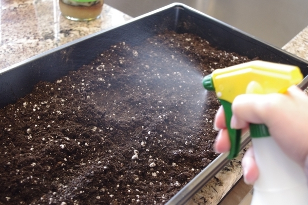 seeds growing seedlings