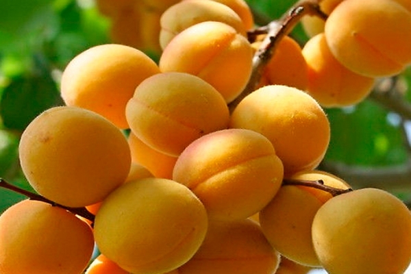 apricot aquarius