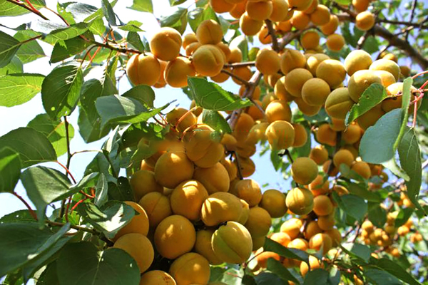 apricot aquarius variety description