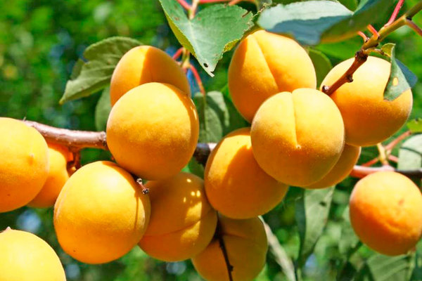 apricot aquarius variety description