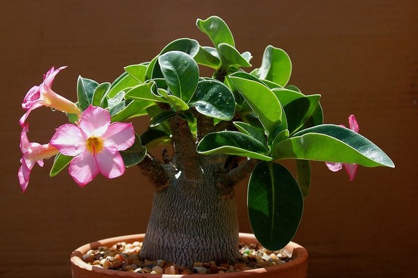 Adenium