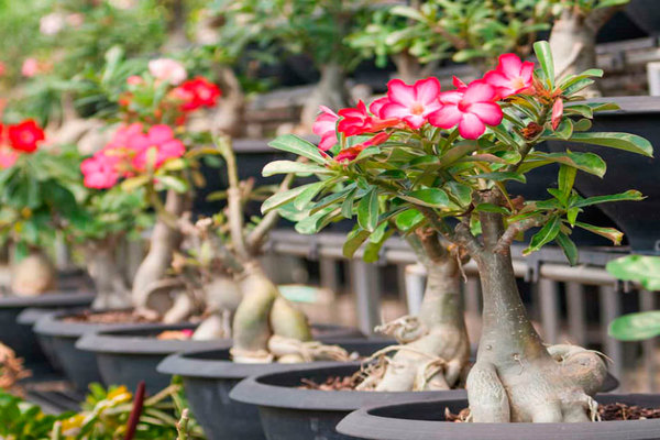 Adenium