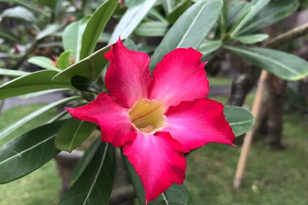 wachsendes Adenium