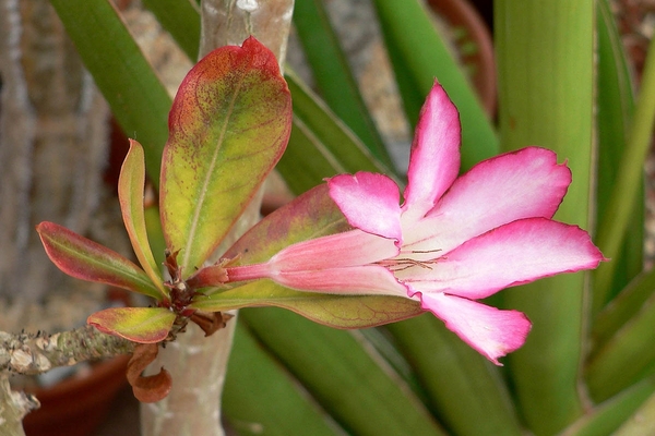 lumalaking kondisyon ng adenium