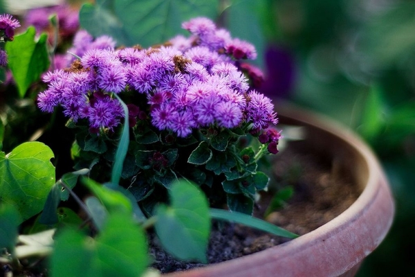 paglilinang ng ageratum