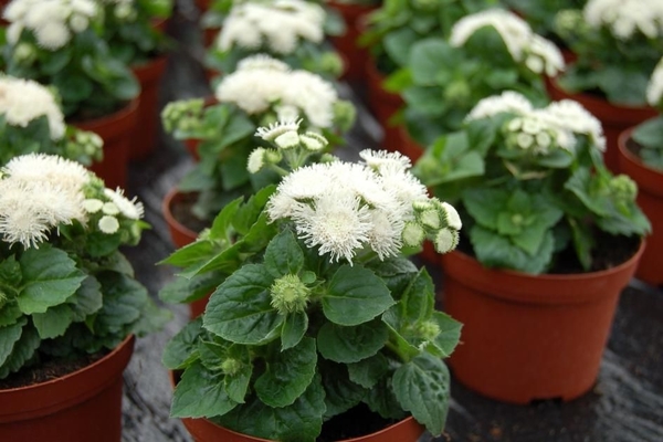 ageratum planting care