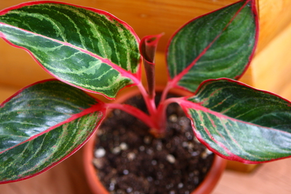 Aglaonema