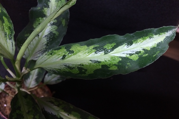 Aglaonema