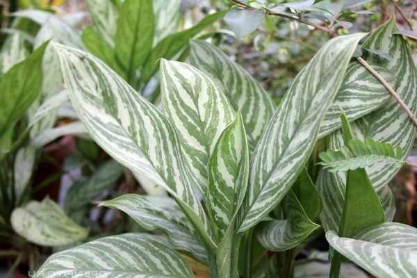 Aglaonema-Foto