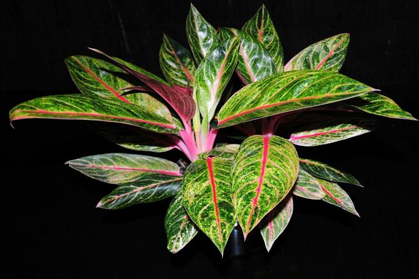 Aglaonema