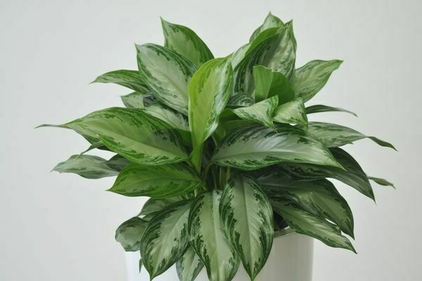 soins d'aglaonema