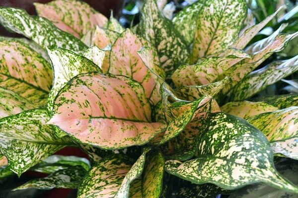 feuilles d'aglaonema