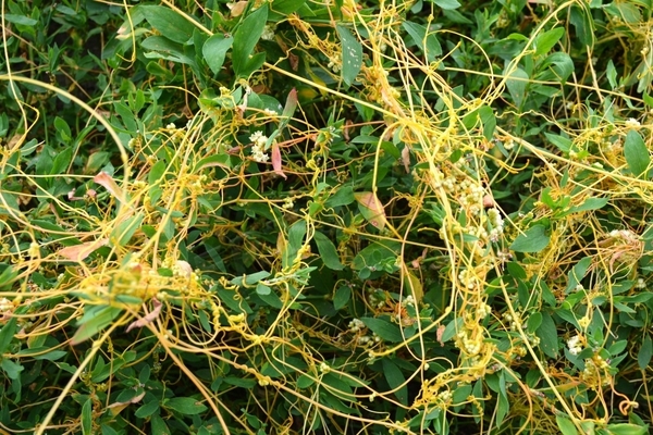 agrokiller contre les mauvaises herbes